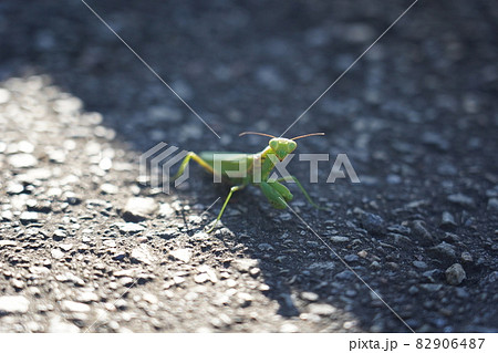 カマキリ 82906487