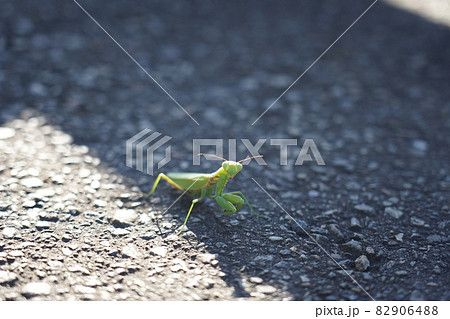 カマキリ 82906488