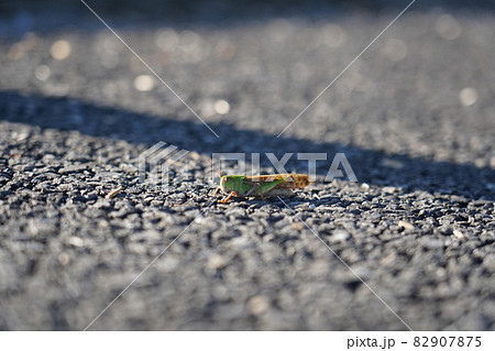 トノサマバッタ 82907875