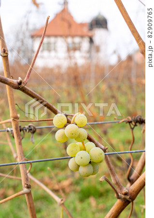 Green grape berry of white grapes on vine with blurred background on cold day Green grape berry of white grapes on vine with blurred background on cold day 82909765