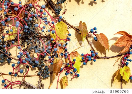 Blue grape berry of red wild vine grapes growing on yellow wall of a house Blue grape berry of red wild vine grapes growing on yellow wall of a house 82909766