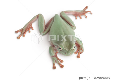 The Australian green tree frog isolated on white background with clipping path and full depth of field, Top view. Flat lay The Australian green tree frog isolated on white background with clipping path and full depth of field, Top view. Flat lay 82909885