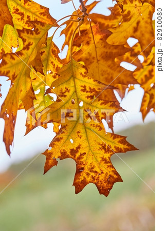 Autumn tree leaves Autumn tree leaves 82910080