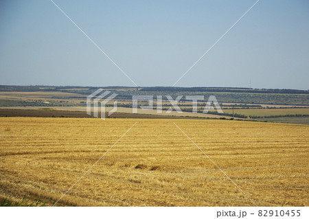 Big yellow field after harvesting. Mowed wheat fields under beautiful blue sky at summer sunny day. Big yellow field after harvesting. Mowed wheat fields under beautiful blue sky at summer sunny day. 82910455