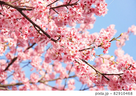 Branch of the blossoming sakura with pink flowers Branch of the blossoming sakura with pink flowers 82910468