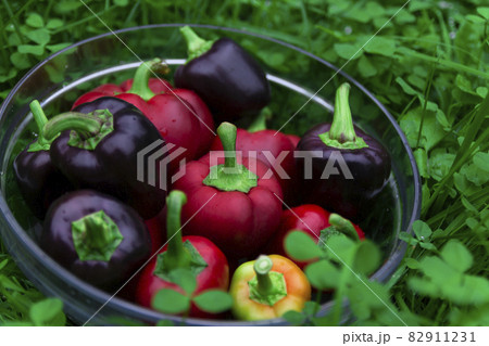 Many of different color sweet bell pepper in a glass basket on green grass. Washing vegetables for a summer salad, fresh harvest from a vegetable garden. 82911231