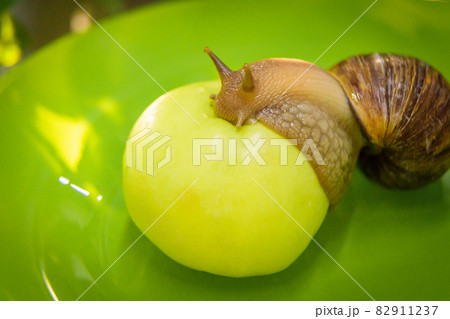 A large white snail sits on a green apple. Close-up A large white snail sits on a green apple. Close-up 82911237