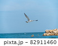 野生 屋外 室外 82911460