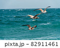 野生 屋外 室外 82911461