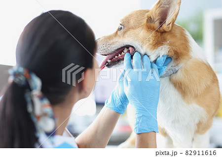 Doctor veterinarian in gloves conducting medical examination of dog teeth Doctor veterinarian in gloves conducting medical examination of dog teeth 82911616