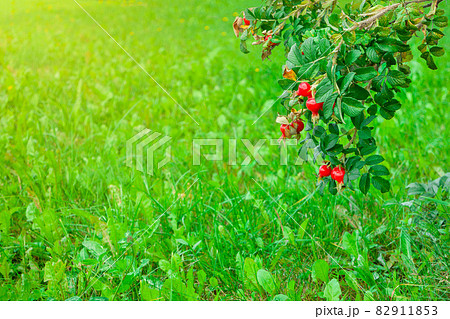 Red rose hip or brier berries on a branch, green grass on background 82911853
