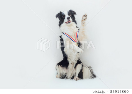 Puppy dog border collie wearing winner or champion gold trophy medal isolated on white background. Winner champion funny dog. Victory first place of competition. Winning or success concept. Puppy dog border collie wearing winner or champion gold trophy medal isolated on white background. Winner champion funny dog. Victory first place of competition. Winning or success concept. 82912360