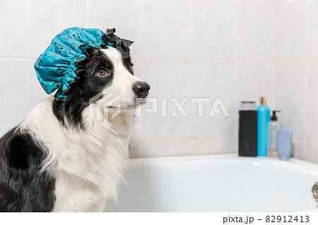 Funny indoor portrait of puppy dog border collie sitting in bath gets bubble bath wearing shower cap. Cute little dog in bathtub ready for wash in bathroom. Spa treatments in grooming salon concept. 82912413