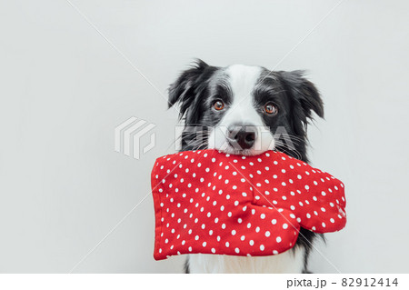 Funny cute puppy dog border collie holding kitchen pot holder, oven mitt in mouth isolated on white background. Chef dog cooking dinner. Homemade food, restaurant menu concept. Cooking process. 82912414