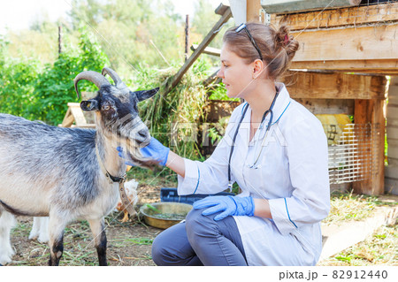 Young veterinarian woman with stethoscope holding and examining goat on ranch background. Young goat with vet hands for check up in natural eco farm. Animal care livestock ecological farming concept. Young veterinarian woman with stethoscope holding and examining goat on ranch background. Young goat with vet hands for check up in natural eco farm. Animal care livestock ecological farming concept. 82912440