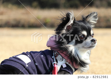 公園で遊ぶ犬 チワワの横顔 公園で遊ぶ犬 チワワの横顔 82912981