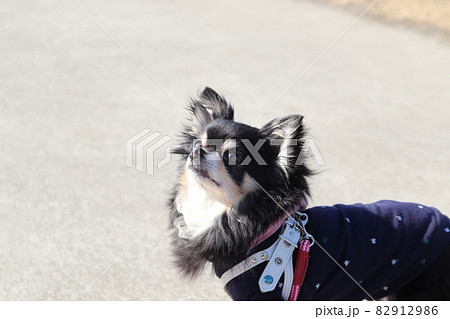公園で飼い主を見つめるシニア犬　チワワ 82912986