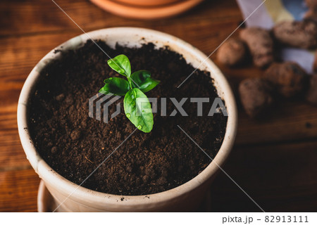 Young Tangerine Plant in a Ceramic Pot Young Tangerine Plant in a Ceramic Pot 82913111