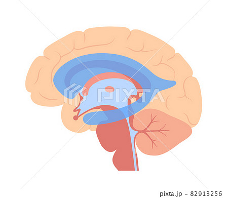 Ventricular system anatomy Ventricular system anatomy 82913256