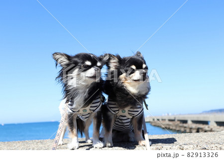 犬の海散歩　チワワ　多頭飼い 82913326