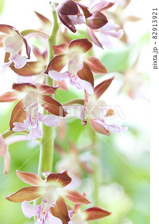 地エビネ 海老根蘭 日本のラン 茶色の花 山野草の写真素材 [82913921