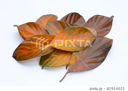 Dry leaves on white background Dry leaves on white background 82914021