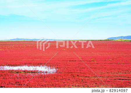 赤く色づいたサンゴ草 82914097