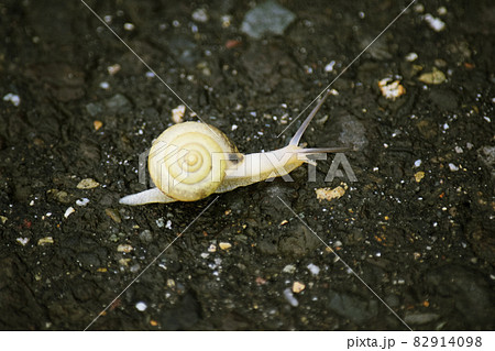 アスファルト上をゆっくり進む小さいカタツムリ 82914098