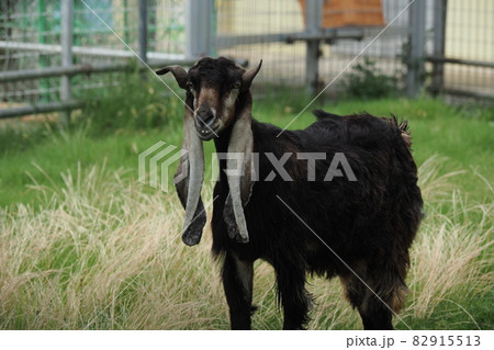 みみながやぎ 82915513