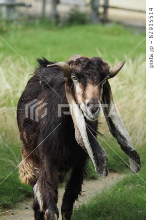 ミミナガヤギ 82915514