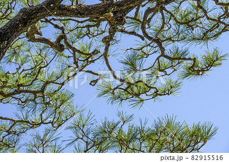 剪定後の松 82915516
