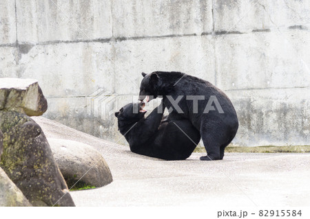 ツキノワグマ ツキノワグマ 82915584