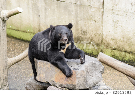 ツキノワグマ 82915592