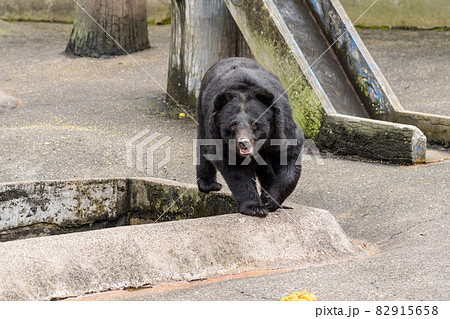 Asian black bears - Stock Photo [82915658] - PIXTA