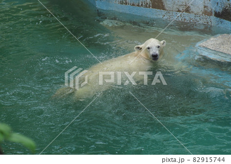 天王寺動物園のほうちゃん 天王寺動物園のほうちゃん 82915744