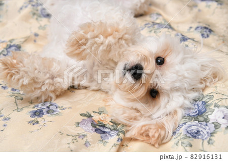 昼寝中のマルプー  82916131