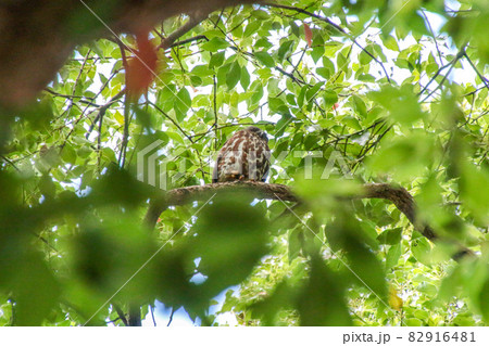 大麻比古神社 82916481