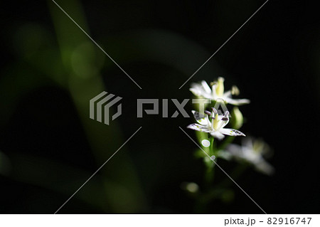 アケボノソウ（曙草）と朝日 82916747