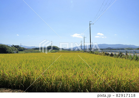 堺市南区の田園風景【大阪府】 82917118