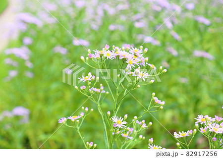シオンの花 82917256