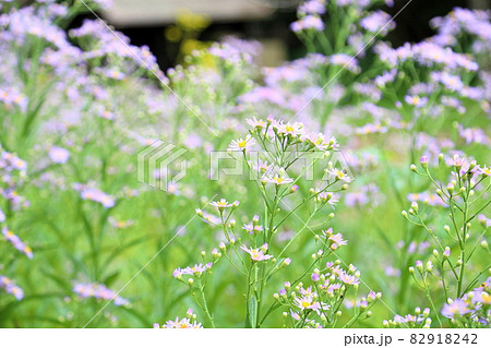 シオンの花 82918242