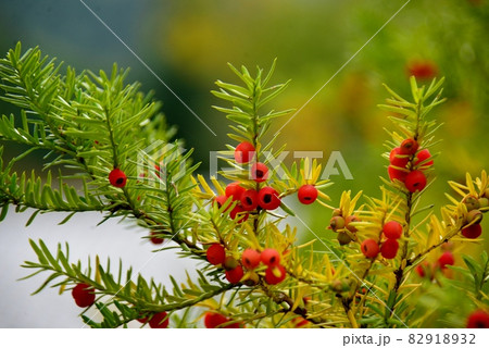 イチイの赤い実 82918932