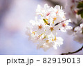 sakura 82919013
