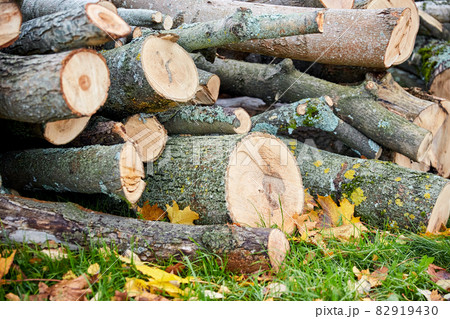 trunks of felled trees or logs outdoors in autumn 82919430