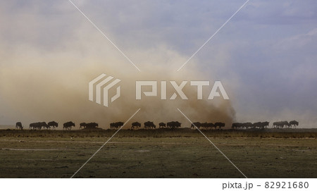 Africa, Kenya, Wildebeests walking on savannah in Amboseli National Park 82921680