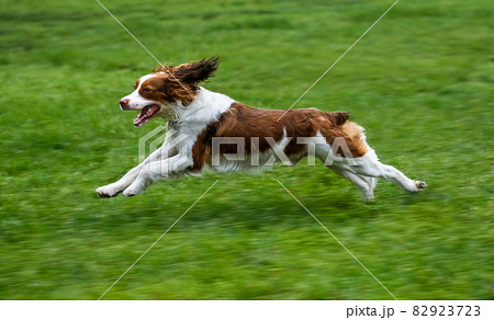 Springer spaniel running on lawn Springer spaniel running on lawn 82923723