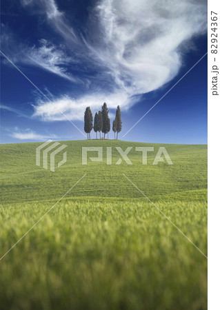 Italy, Tuscany, Val D'Orcia, Cypresses in green field Italy, Tuscany, Val D'Orcia, Cypresses in green field 82924367