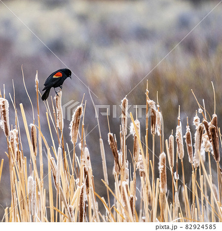 USA, Idaho, Bellevue, Red-winged blackbird (Agelaius phoeniceus) perching on cattails in marsh near Sun Valley 82924585