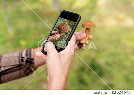 hands using smartphone app to identify mushroom 82924970