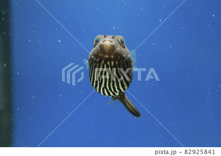 フグ サザナミフグ サザナミフグ幼魚 フグ サザナミフグ サザナミフグ幼魚 82925841